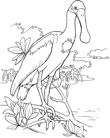 Roseate Spoonbill Coloring Page